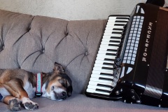Mary the Dog